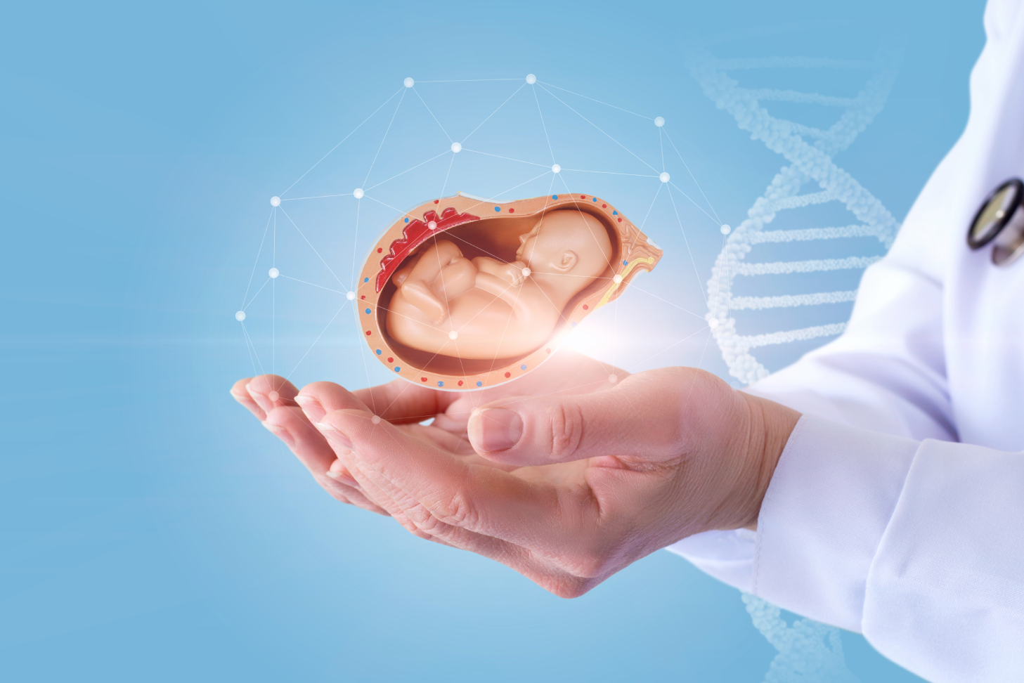 Doctor holding digital fetal model in hands
