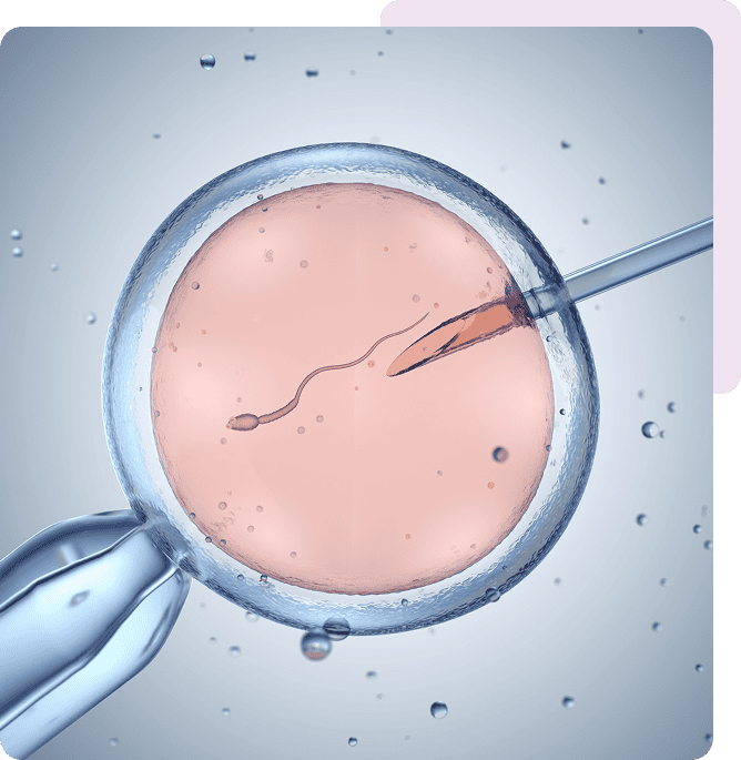 Microscopic view of in-vitro fertilization